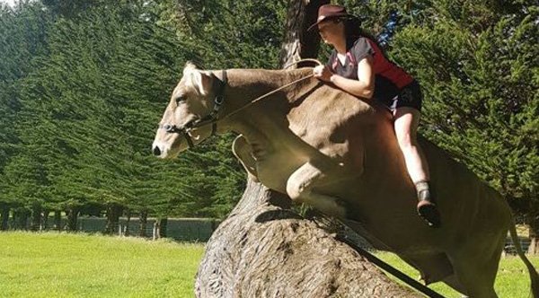 Her parents refused to get her a horse, so she tamed her cow instead