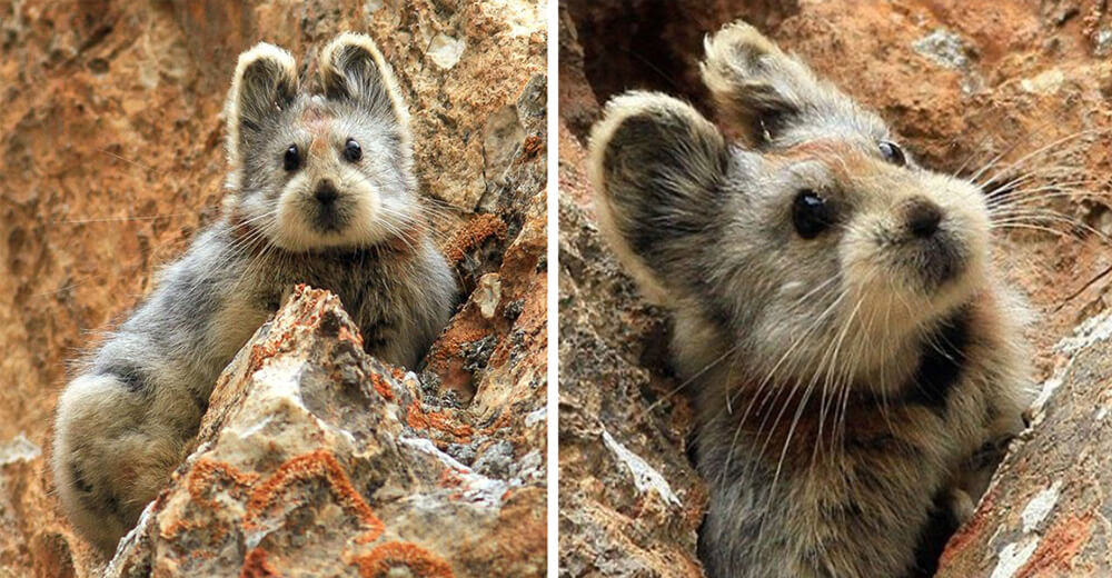 A rare animal known as 'The Magic Rabbit' has been observed for the first time in 20 years