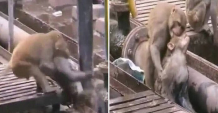 Ape refused to leave his dying friend behind, and then he stunned everyone when he brought him back to life!