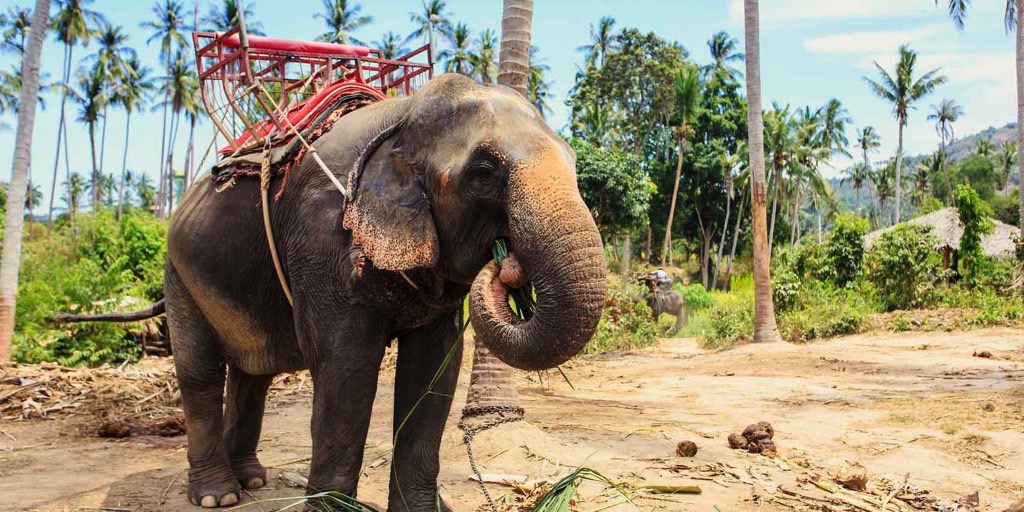 This is what happens to elephants before tourists go riding on them