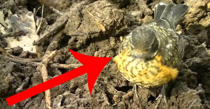 A small bird seeking help approached a gardener. What happened next will leave you speechless!