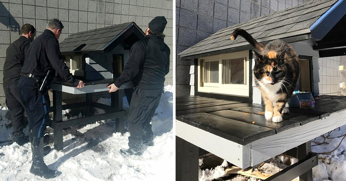 A stray cat arrived in a police station, but instead of chasing her away, the cops built her an amazing house!
