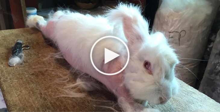 A shocking new investigation shows angora rabbits screaming and crying in pain while tearing their fur