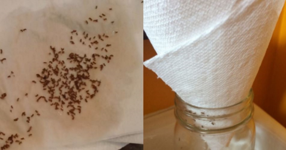 Say goodbye to flies, ants and mosquitoes this summer with this easy and ingenious trick