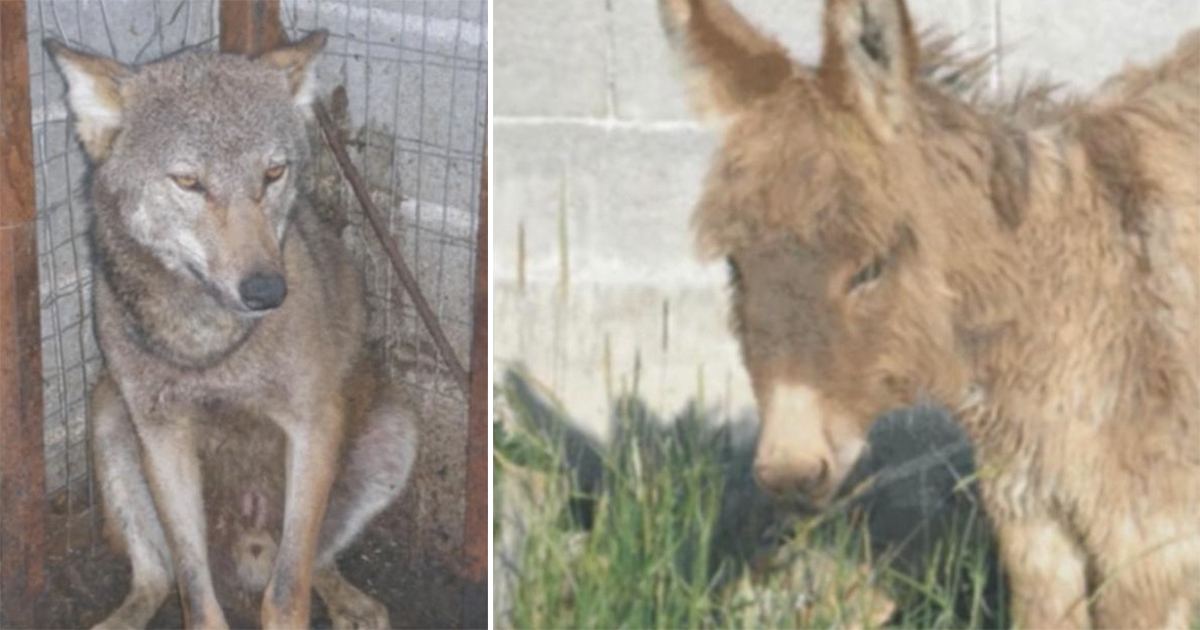 An old donkey could not work and was about to be killed - but what the wolf did with him stunned the whole village