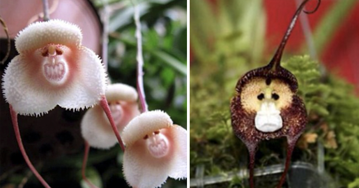 These rare and cute orchid plants look just like tiny monkey faces