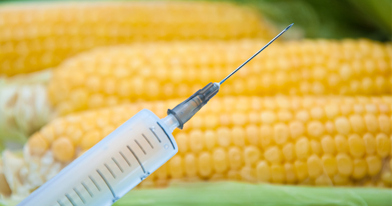 The shocking truth about corn: 6 reasons that will make you never eat corn again!