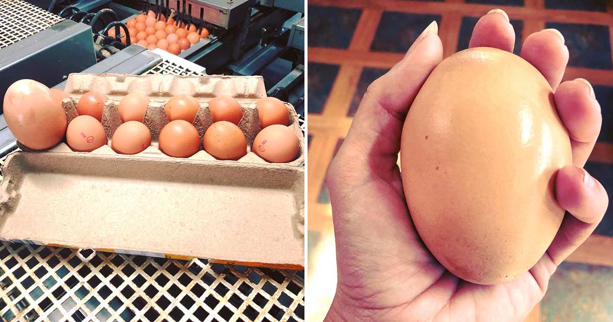 A farmer found a huge egg under a chicken - when he saw what came out of it, he couldn't believe his eyes