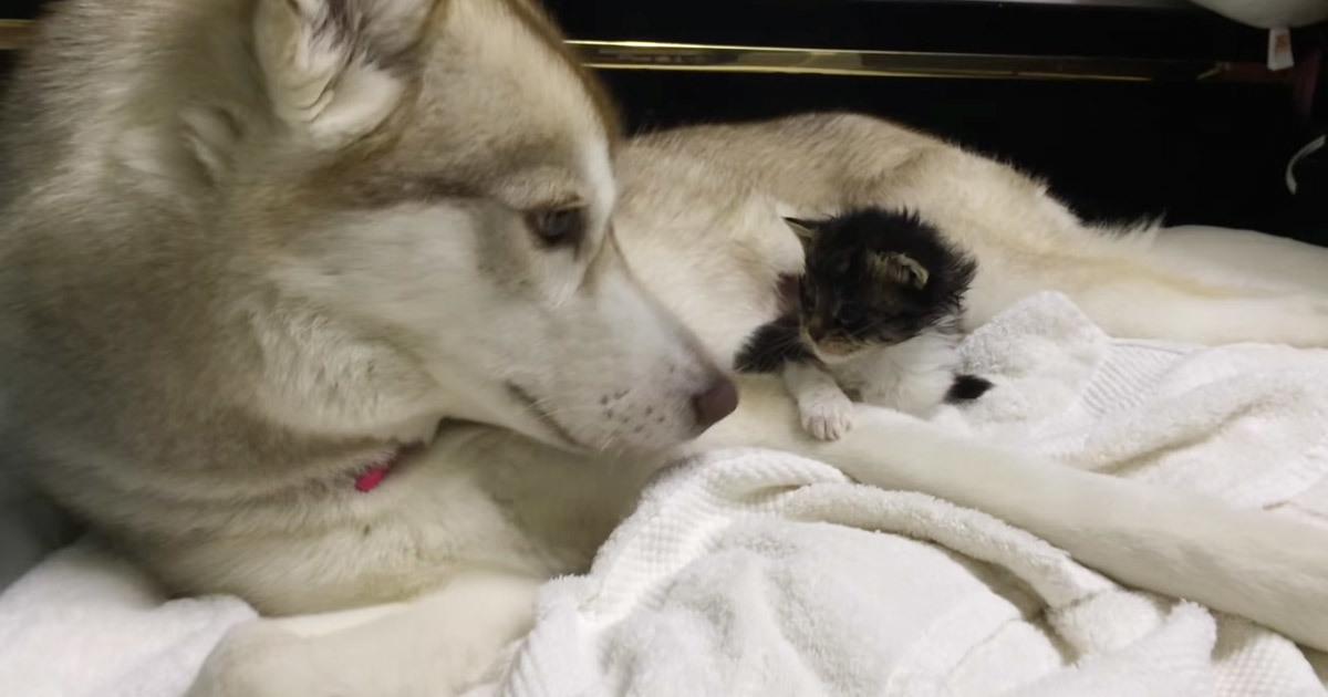 A kitten was terrified in her new home - but when she met the family's dog, everything changed..
