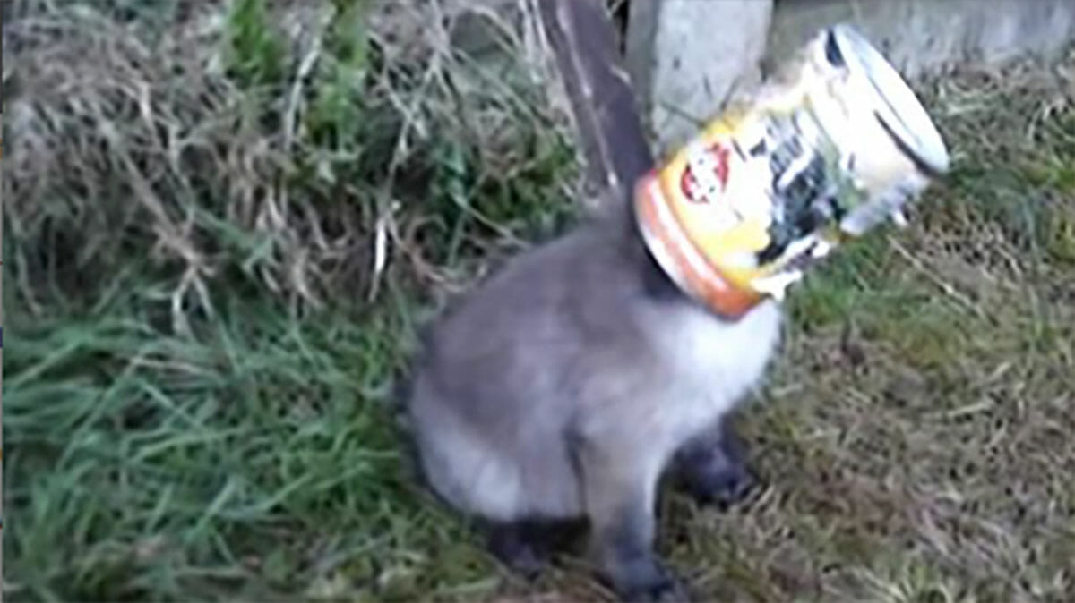 A fox cub's head got stuck in a can. Now see how he reacts when he is rescued