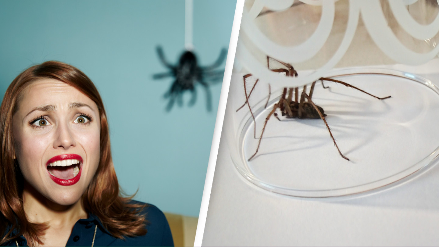 This is why you should never kill spiders you find in your home