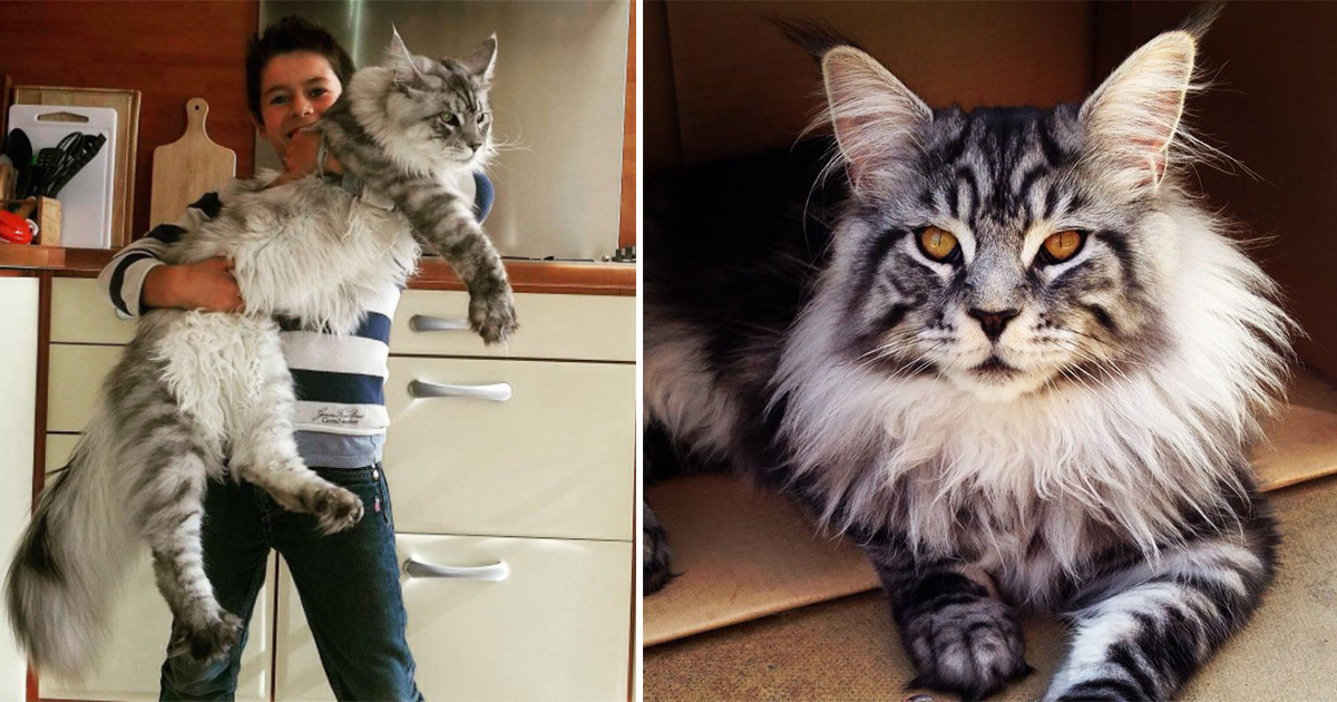 This cat weighs 16kg and is 1.23 meters long! Here are the pictures all cat lovers are talking about
