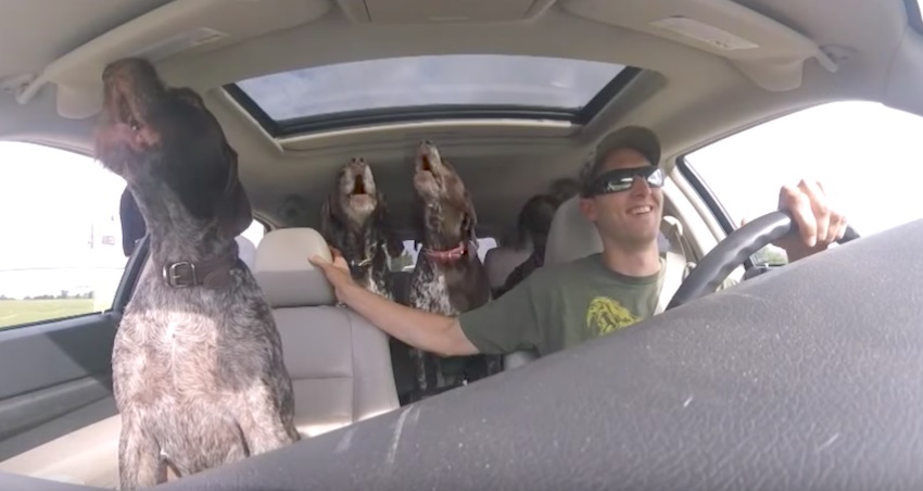 He was driving with his four dogs in the car - then said 3 words that changed everything!