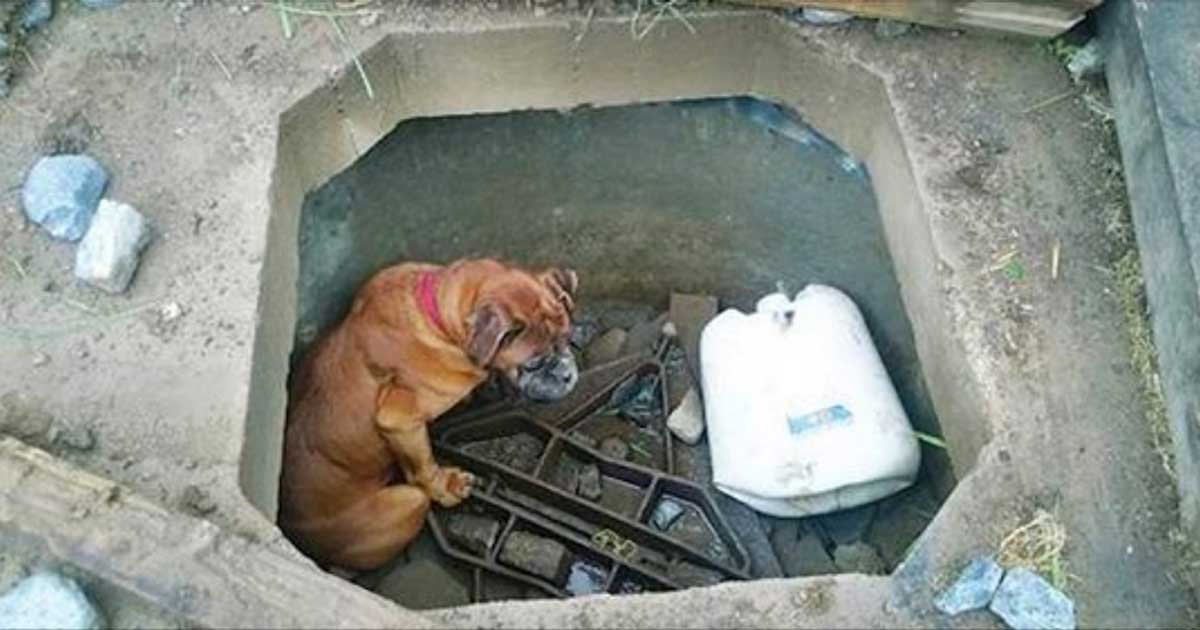 Bella the dog was left to die in a well - but then a 6-year-old girl walked in the area and heard her crying