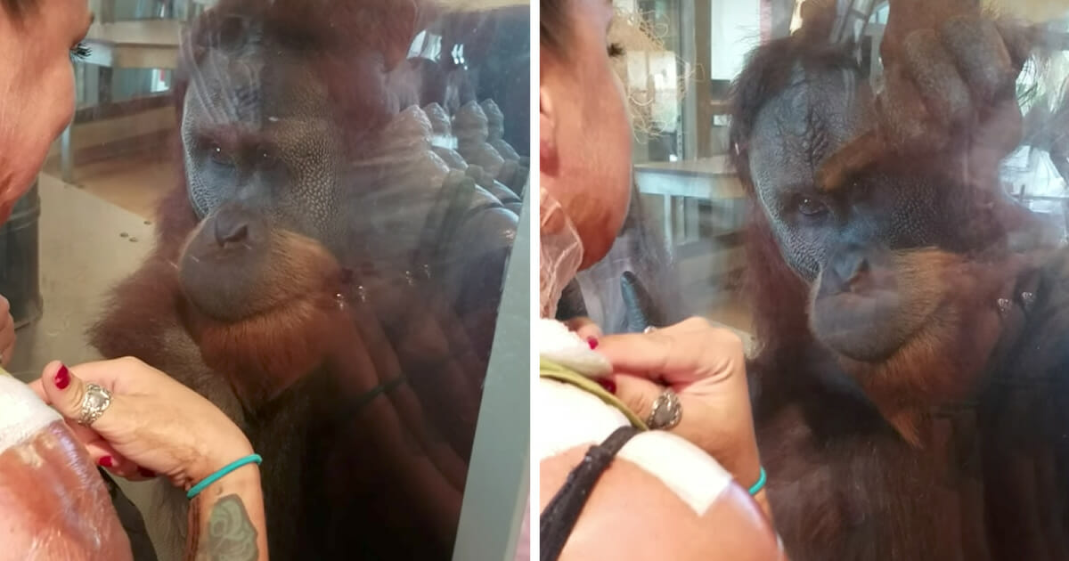 A burned woman showed an orangutan her burns, the orangutan's reaction melted hearts all over the world