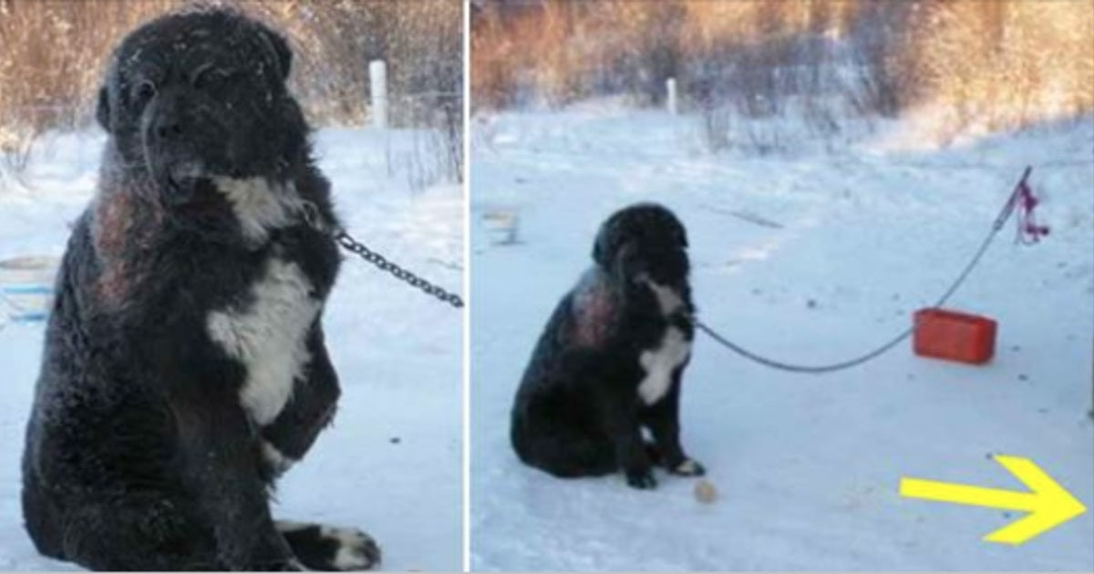 Neglected dog was chained in the snow for 4 years - now watch as an animal hero stepped in and did this