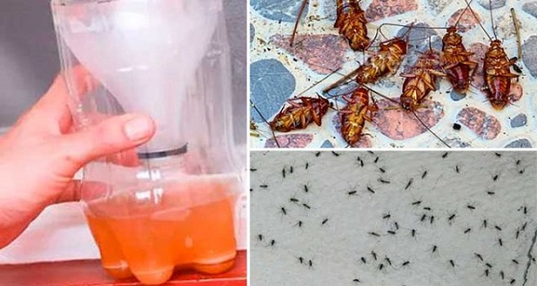 Bye bye cockroaches and mosquitoes! This home solution will destroy and keep these insects away forever