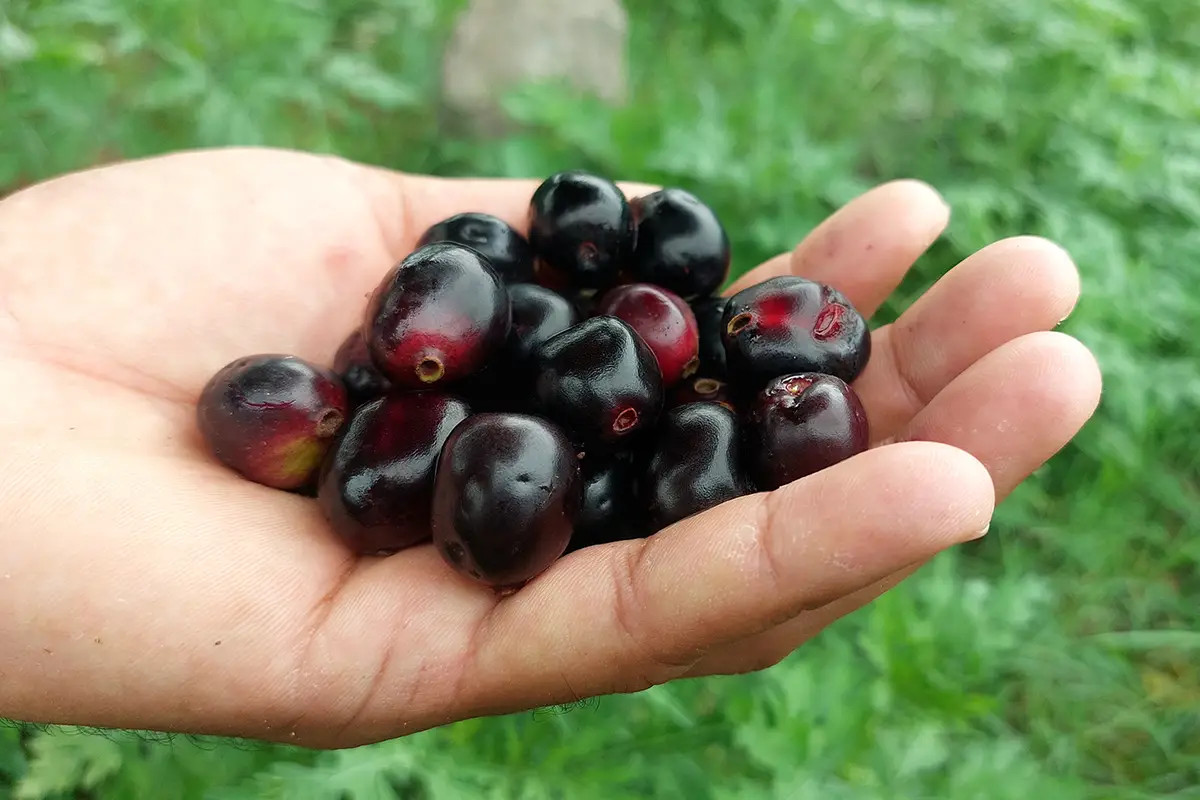 Jambul: the fruit that may prevent diabetes, cancer, and heart disease