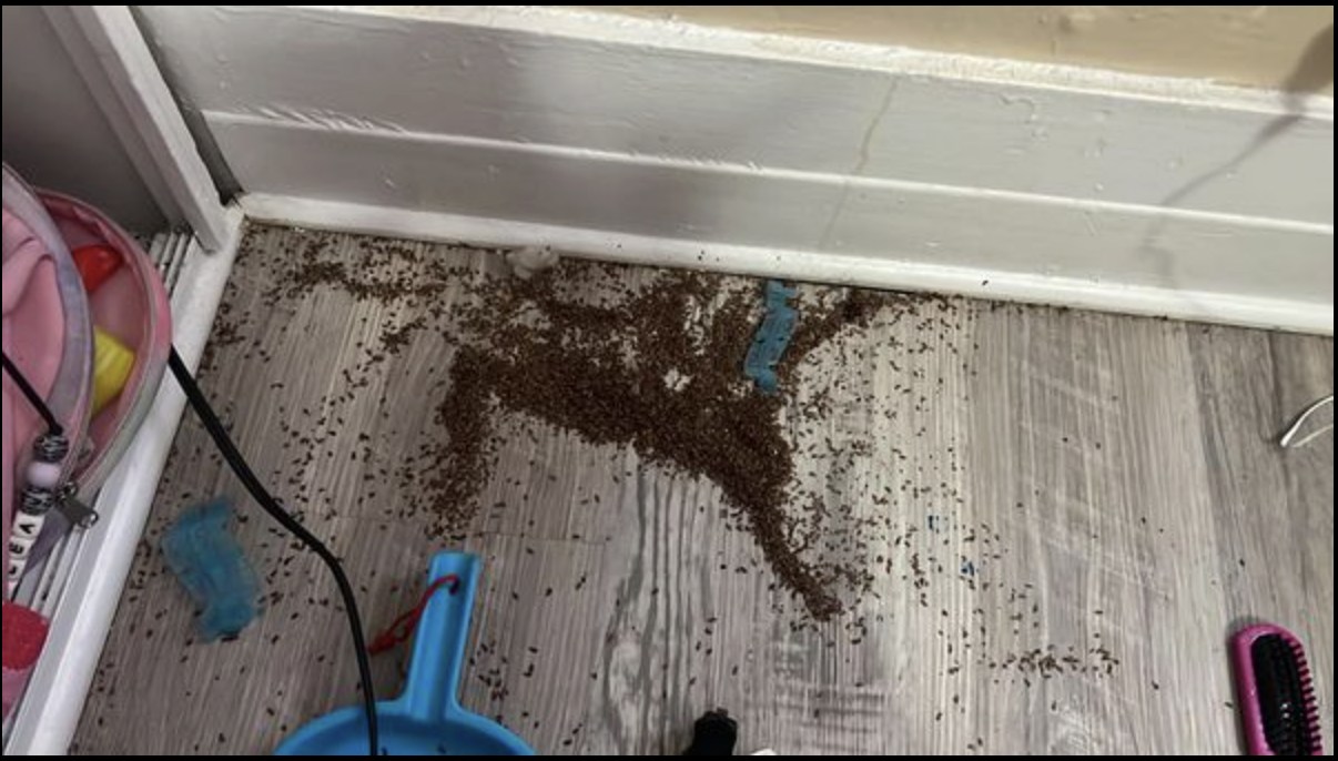 A mother found mysterious piles of 'brown crumbs' in her daughter's room - then she discovered the strange truth