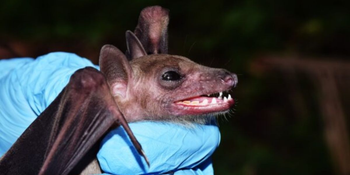 An 11-year-old boy died after waking up at night with a bat on his face