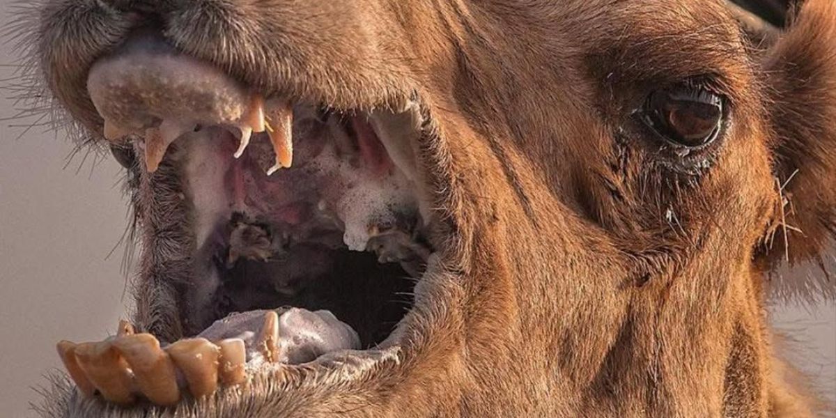 He left the camel tied up for hours in extreme heat - when he returned to release it, karma struck back brutally