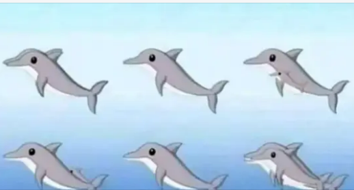 How many dolphins can you find in this picture? most people miss at least a few